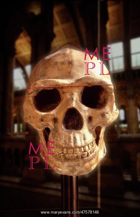 : Homo erectus, Peking man cranium (reconstruction) : Homo erectus, Peking man cranium (reconstruction)