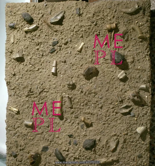 : Homo habilis fossil bed : Homo habilis fossil bed
