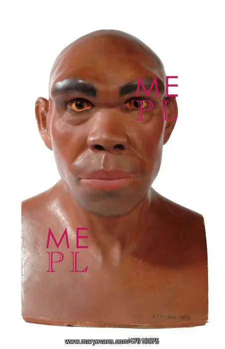 : Homo heidelbergensis, Rhodesian or Broken Hill Man : Homo heidelbergensis, Rhodesian or Broken Hill Man