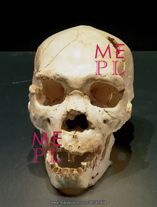 : Homo heidelbergensis. Skull number 5. Atapuerca, Spain : Homo heidelbergensis. Skull number 5. Atapuerca, Spain