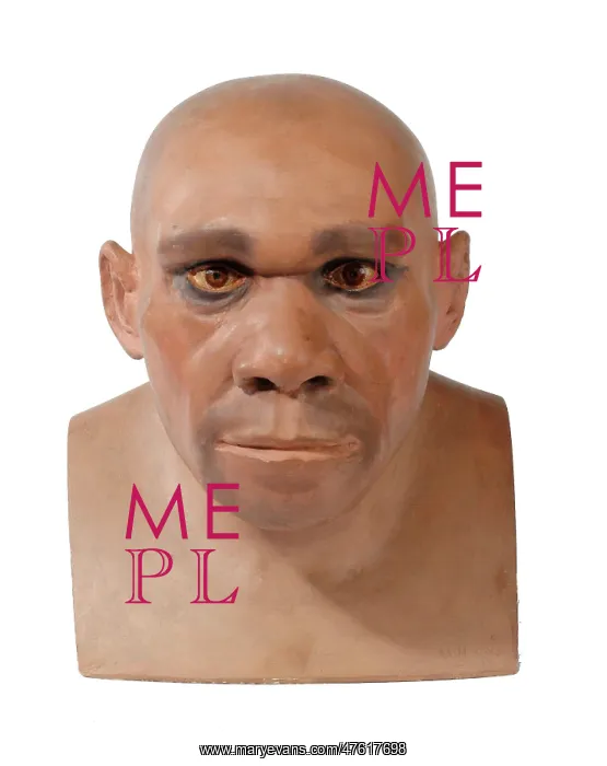 : Homo neanderthalensis : Homo neanderthalensis