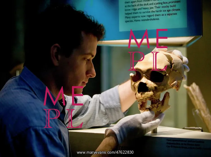 : Homo neanderthalensis, neandertal man : Homo neanderthalensis, neandertal man