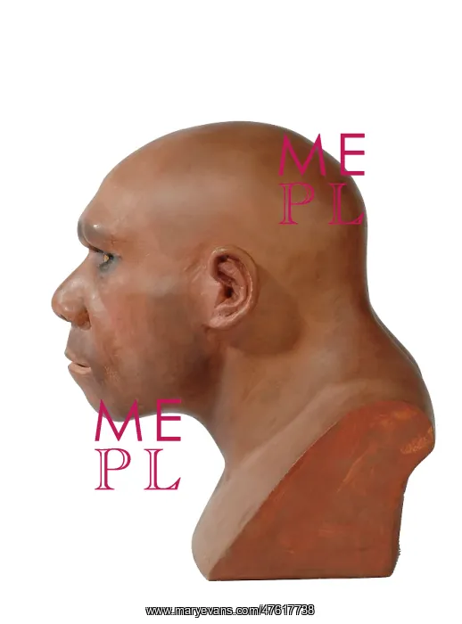 : Homo neanderthalensis, neanderthal man : Homo neanderthalensis, neanderthal man