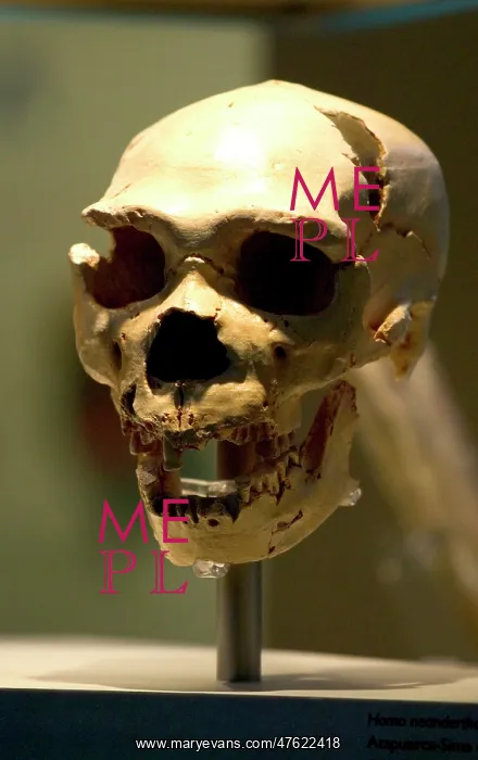 : Homo neanderthalensis, neanderthal man : Homo neanderthalensis, neanderthal man