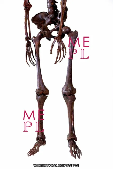 : Homo neanderthalensis, Neanderthal Man skeleton : Homo neanderthalensis, Neanderthal Man skeleton