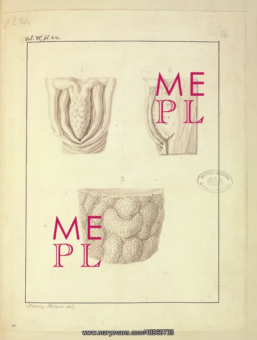: Homo sapiens Clitoris : Homo sapiens Clitoris