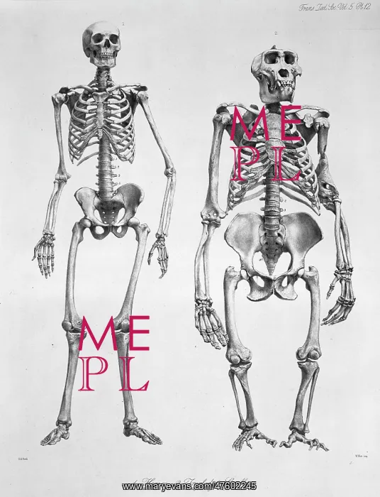 : Homo sapiens, human and Gorilla gorilla, western gorilla : Homo sapiens, human and Gorilla gorilla, western gorilla