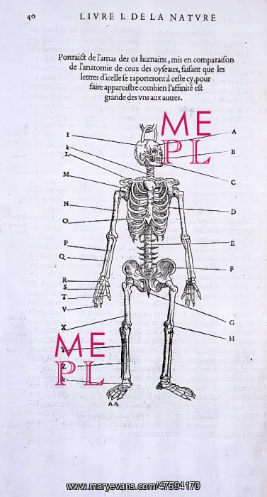 : Homo sapiens skeleton : Homo sapiens skeleton