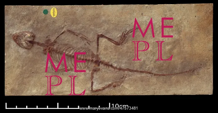 : Homoeosaurus maximiliani : Homoeosaurus maximiliani