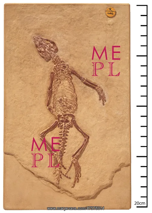 : Homoeosaurus maximiliani : Homoeosaurus maximiliani