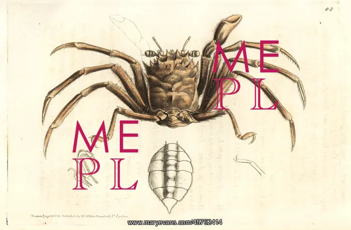 : Homola barbata crab : Homola barbata crab