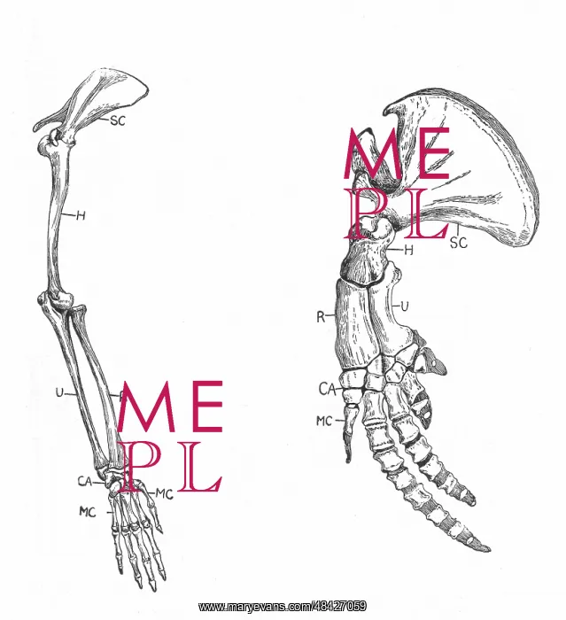 : Homology: A: Fore-limb of monkey. B: Fore-limb : Homology: A: Fore-limb of monkey. B: Fore-limb