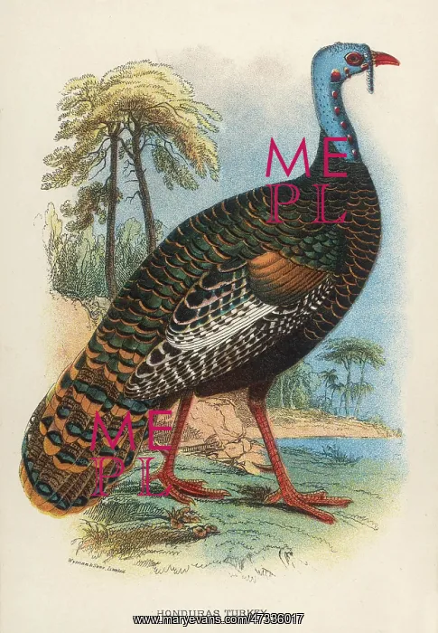 : HONDURAS TURKEY : HONDURAS TURKEY