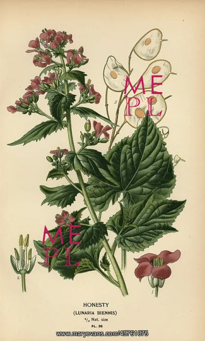: Honesty, Lunaria annua : Honesty, Lunaria annua