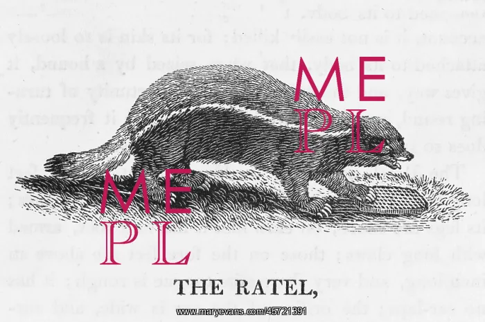 : Honey Badger - Bewick engraving : Honey Badger - Bewick engraving