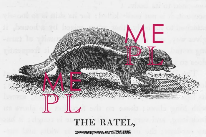 : Honey Badger - Bewick engraving : Honey Badger - Bewick engraving