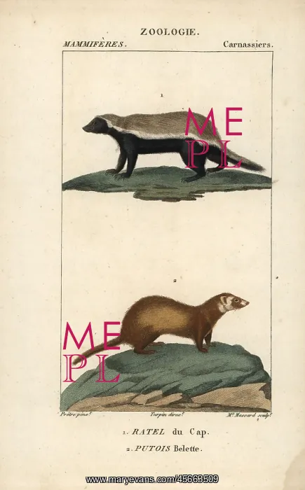 : Honey badger, Mellivora capensis, and least : Honey badger, Mellivora capensis, and least
