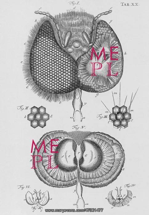 : Honey bee eye : Honey bee eye