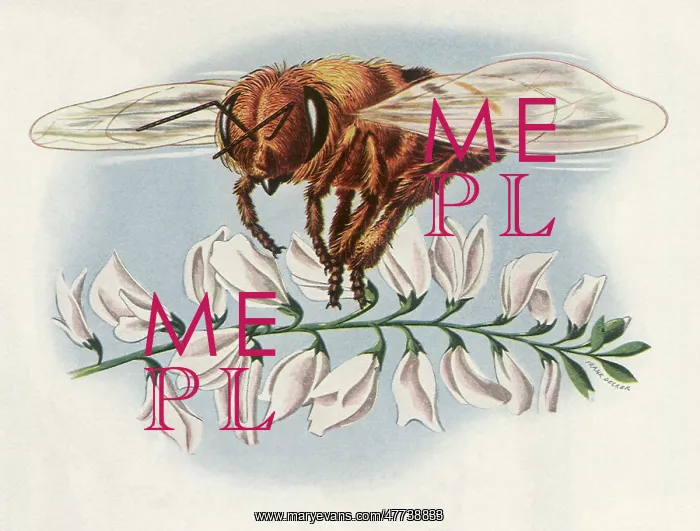 : Honey Bee and Flowers : Honey Bee and Flowers