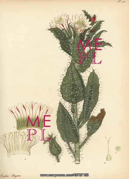 : Honey bush or white nectarcup, Codon royenii : Honey bush or white nectarcup, Codon royenii