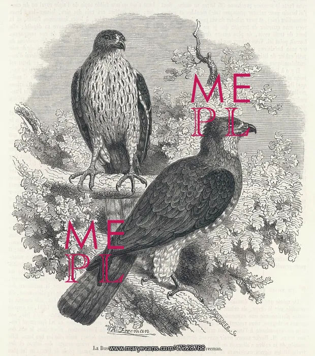 : HONEY BUZZARD 1862 : HONEY BUZZARD 1862