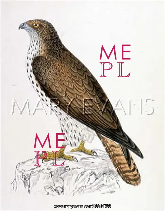 : HONEY BUZZARD : HONEY BUZZARD