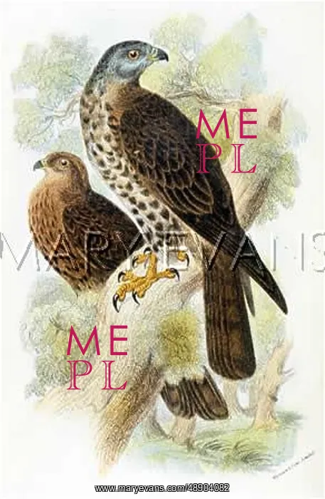 : HONEY-BUZZARD (SHARPE) : HONEY-BUZZARD (SHARPE)