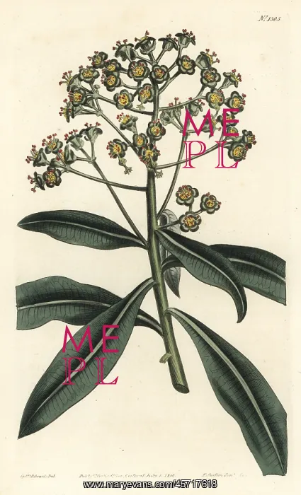: Honey spurge, Euphorbia mellifera : Honey spurge, Euphorbia mellifera