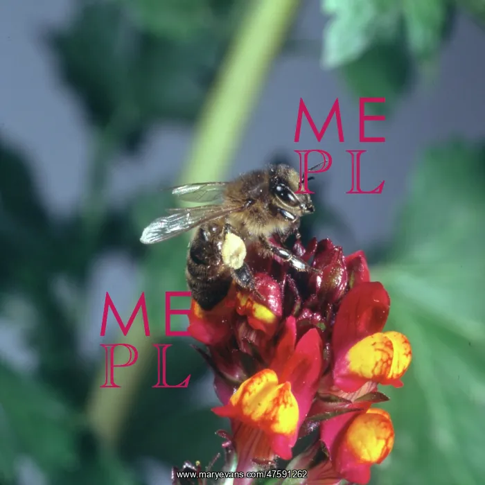 : Honeybee visiting a flower : Honeybee visiting a flower