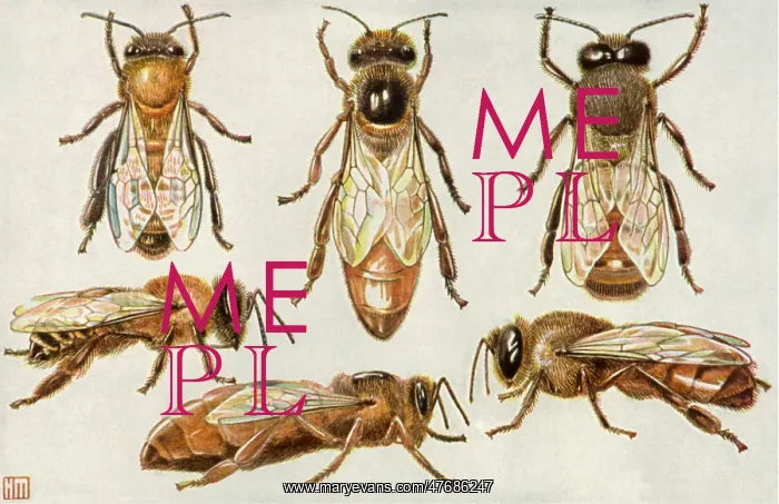 : Honeybees : Honeybees