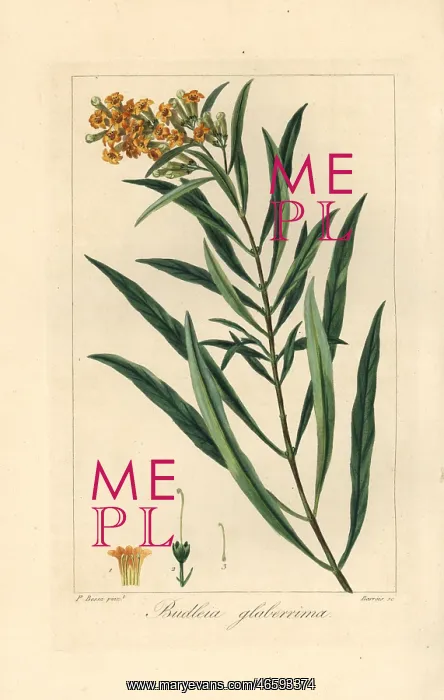 : Honeybell, Freylinia lanceolata, native to South Africa : Honeybell, Freylinia lanceolata, native to South Africa