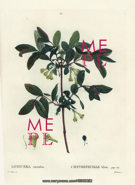 : Honeyberry, Lonicera caerulea : Honeyberry, Lonicera caerulea