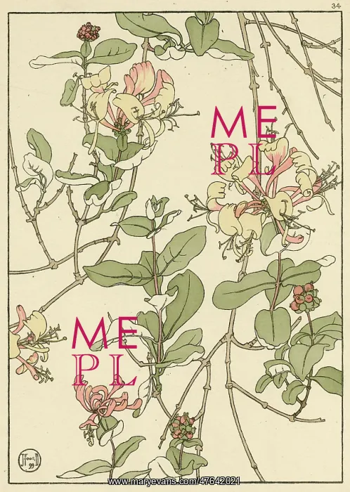  : Honeysuckle