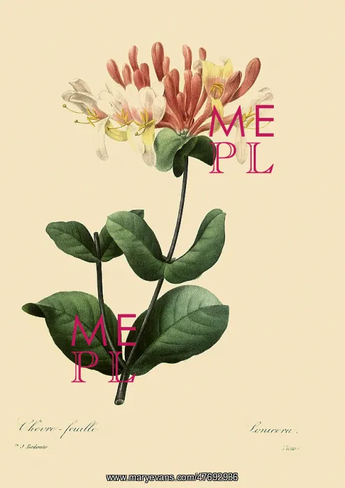: Honeysuckle : Honeysuckle