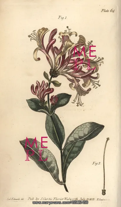 : Honeysuckle, Lonicera caprifolium : Honeysuckle, Lonicera caprifolium