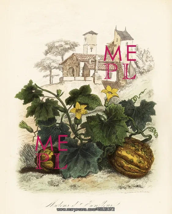 : Honfleur melon, Cucumis melo : Honfleur melon, Cucumis melo