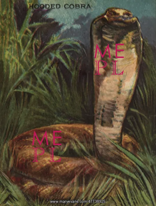  : Hooded Cobra