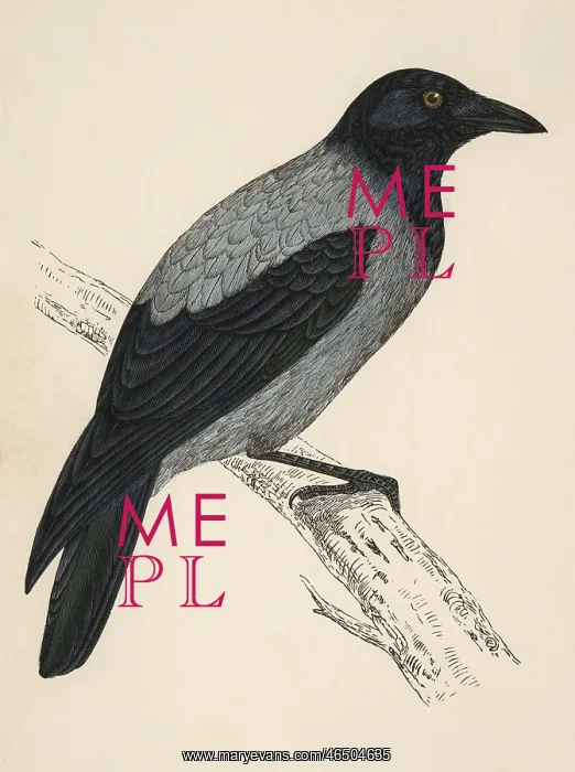  : Hooded Crow