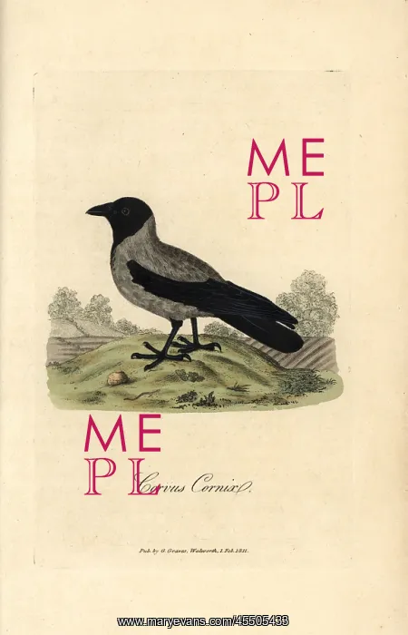 : Hooded crow, Corvus cornix : Hooded crow, Corvus cornix