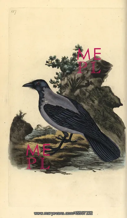 : Hooded crow, Corvus cornix : Hooded crow, Corvus cornix