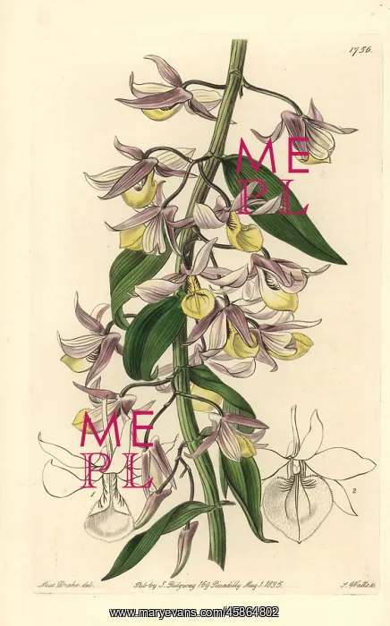 : Hooded dendrobium orchid, Dendrobium cucullatum : Hooded dendrobium orchid, Dendrobium cucullatum