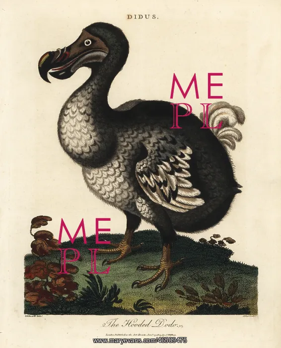 : Hooded dodo, Raphus cucullatus, extinct flightless bird : Hooded dodo, Raphus cucullatus, extinct flightless bird