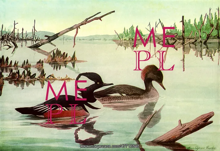  : Hooded Mergansers