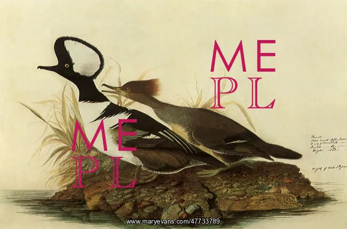 : Two Hooded Mergansers : Two Hooded Mergansers