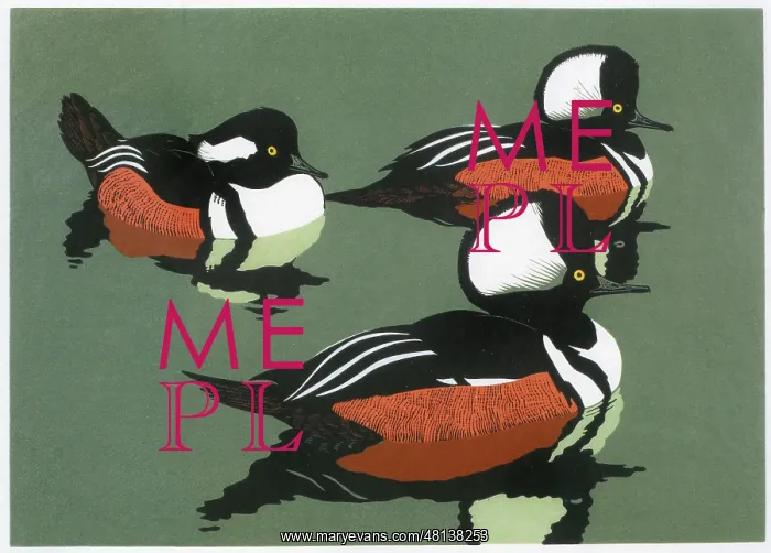 : Hooded Mergansers : Hooded Mergansers