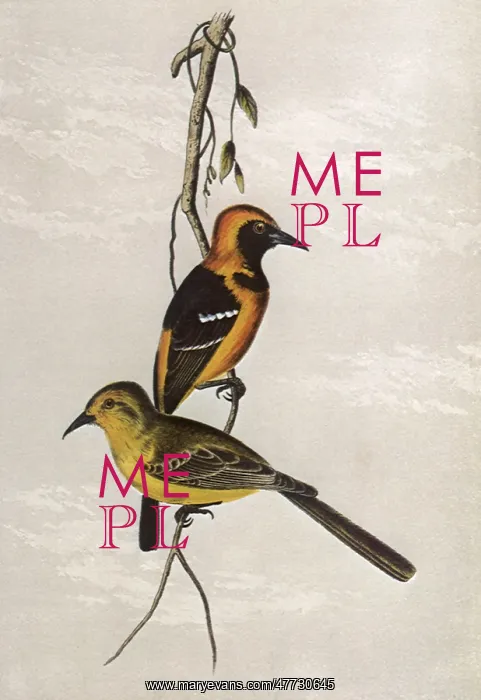 : Hooded Oriole, Icterus cucullatus : Hooded Oriole, Icterus cucullatus