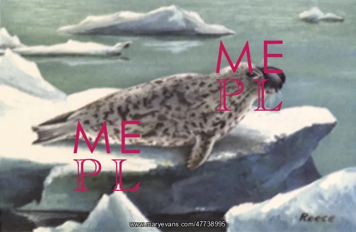  : Hooded Seal