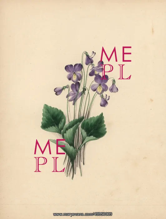: Hoodleaved violet, Viola cucullata : Hoodleaved violet, Viola cucullata