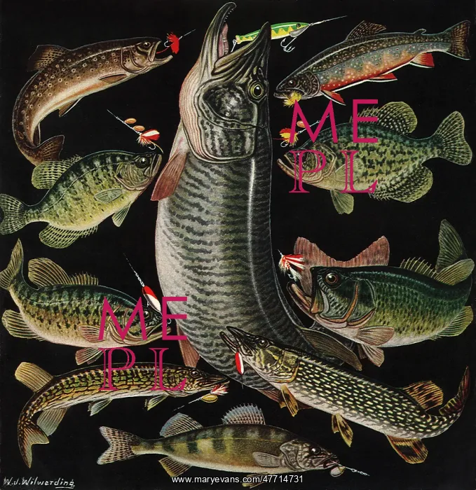  : Hooked Fish