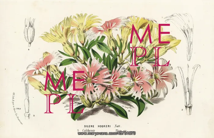 : Hooker's Indian pink, Silene hookeri : Hooker's Indian pink, Silene hookeri